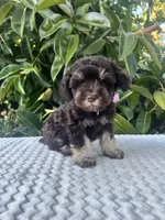 Cleo, a female Miniature Schnauzer for sale in Fresno, CA – 9 of 10