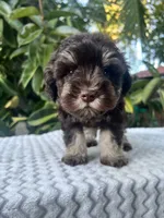 Cleo, a female Miniature Schnauzer for sale in Fresno, CA – 4 of 10