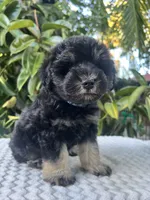 Teddy, a male Miniature Schnauzer for sale in Fresno, CA – 6 of 10