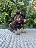 Cleo, a female Miniature Schnauzer for sale in Fresno, CA – 8 of 10