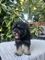 Teddy, a male Miniature Schnauzer for sale in Fresno, CA – 2 of 10
