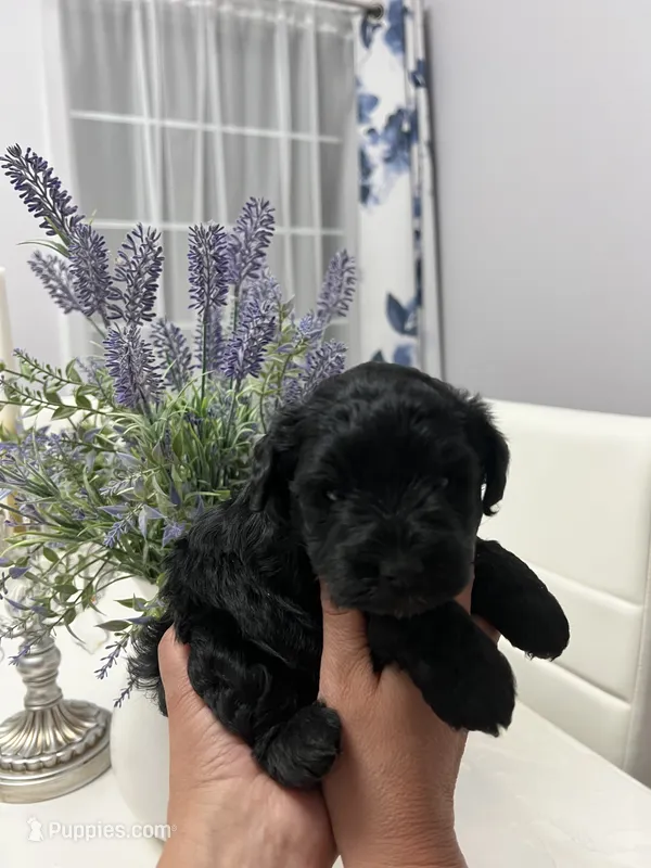 Cassy – Miniature Schnauzer puppy on hold in Fresno, CA