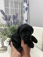 Cassy, a female Miniature Schnauzer for sale in Fresno, CA – 1 of 6