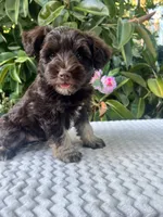 Bently, a male Miniature Schnauzer for sale in Fresno, CA – 10 of 10