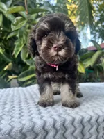 Cleo, a female Miniature Schnauzer for sale in Fresno, CA – 5 of 10