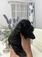 Cassy, a female Miniature Schnauzer for sale in Fresno, CA – 2 of 6