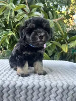 Teddy, a male Miniature Schnauzer for sale in Fresno, CA – 4 of 10