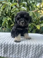Teddy, a male Miniature Schnauzer for sale in Fresno, CA – 8 of 10