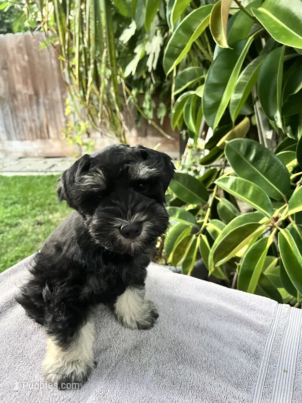 Teddy – Miniature Schnauzer puppy on hold in Fresno, CA