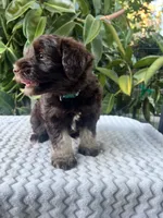 Bently, a male Miniature Schnauzer for sale in Fresno, CA – 3 of 10