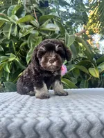 Cleo, a female Miniature Schnauzer for sale in Fresno, CA – 3 of 10