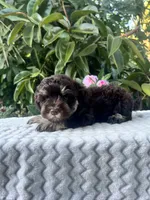 Cleo, a female Miniature Schnauzer for sale in Fresno, CA – 7 of 10