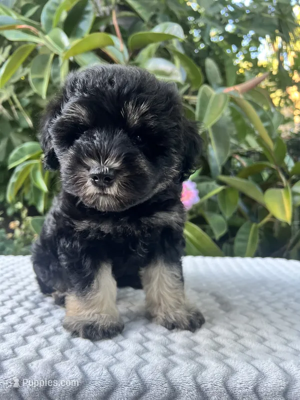 Teddy – Miniature Schnauzer puppy for sale in Fresno, CA