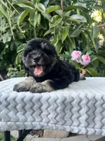 Teddy, a male Miniature Schnauzer for sale in Fresno, CA – 9 of 10