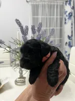 Cassy, a female Miniature Schnauzer for sale in Fresno, CA – 3 of 6