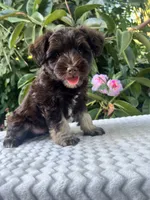 Bently, a male Miniature Schnauzer for sale in Fresno, CA – 9 of 10