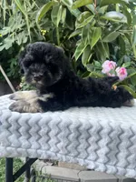 Teddy, a male Miniature Schnauzer for sale in Fresno, CA – 5 of 10