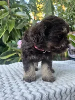 Cleo, a female Miniature Schnauzer for sale in Fresno, CA – 6 of 10
