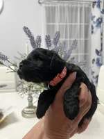 Cassy, a female Miniature Schnauzer for sale in Fresno, CA – 4 of 6