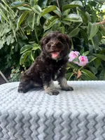 Bently, a male Miniature Schnauzer for sale in Fresno, CA – 6 of 10