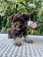 Bently, a male Miniature Schnauzer for sale in Fresno, CA – 8 of 10