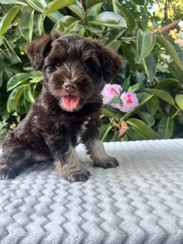 Bently – Miniature Schnauzer puppy for sale in Fresno, CA