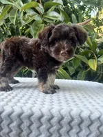 Bently, a male Miniature Schnauzer for sale in Fresno, CA – 5 of 10