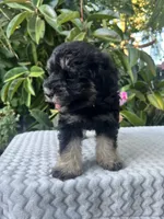 Teddy, a male Miniature Schnauzer for sale in Fresno, CA – 3 of 10