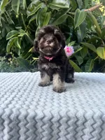 Cleo, a female Miniature Schnauzer for sale in Fresno, CA – 10 of 10