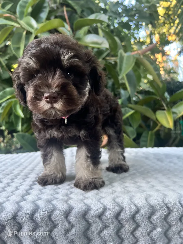 Cleo – Miniature Schnauzer puppy for sale in Fresno, CA