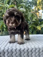 Cleo, a female Miniature Schnauzer for sale in Fresno, CA – 1 of 10