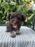 Bently, a male Miniature Schnauzer for sale in Fresno, CA – 4 of 10