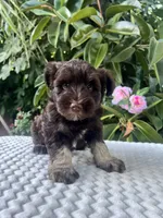 Bently, a male Miniature Schnauzer for sale in Fresno, CA – 2 of 10