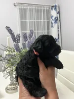 Cassy, a female Miniature Schnauzer for sale in Fresno, CA – 5 of 6