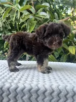 Bently, a male Miniature Schnauzer for sale in Fresno, CA – 7 of 10