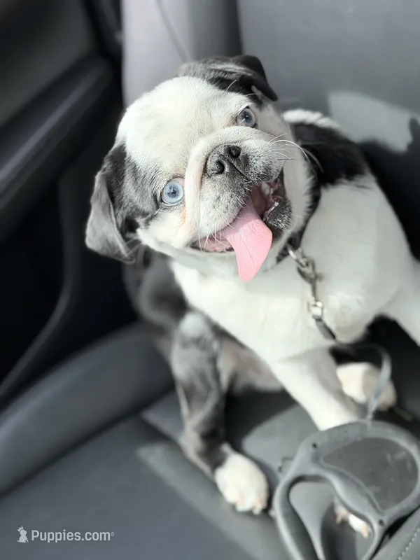 Dior – Pug puppy for sale in Somerset, NJ