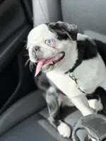 Dior, a male Pug for sale in Somerset, NJ – 3 of 5