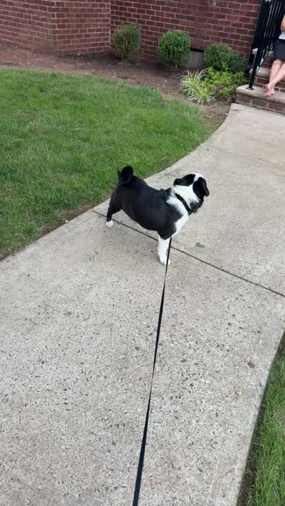 Dior, a male Pug for sale in Somerset, NJ – 5 of 5