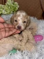 Alfalfa, a male Poodle - Miniature  for sale in Hemet, CA – Photo 2 of 4