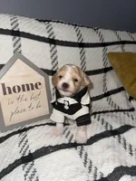 Porky, a male Poodle - Miniature  for sale in Hemet, CA – Photo 4 of 5