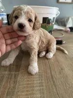 Porky, a male Poodle - Miniature  for sale in Hemet, CA – Photo 5 of 5