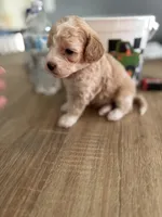 Porky, a male Poodle - Miniature  for sale in Hemet, CA – Photo 3 of 5