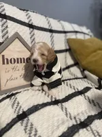 Porky, a male Poodle - Miniature  for sale in Hemet, CA – Photo 2 of 5