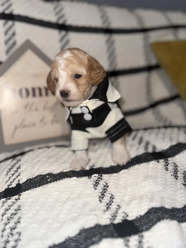 Porky, a male Poodle - Miniature  for sale in Hemet, CA – Photo 1 of 5