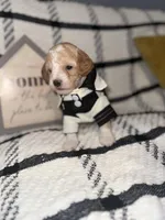 Porky, a male Poodle - Miniature  for sale in Hemet, CA – Photo 1 of 5