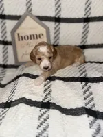 Spanky, a male Poodle - Miniature  for sale in Hemet, CA – Photo 5 of 5