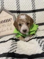 Spanky, a male Poodle - Miniature  for sale in Hemet, CA – Photo 2 of 5