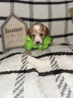 Spanky, a male Poodle - Miniature  for sale in Hemet, CA – Photo 1 of 5