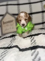 Spanky, a male Poodle - Miniature  for sale in Hemet, CA – Photo 3 of 5