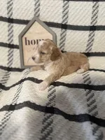 Spanky, a male Poodle - Miniature  for sale in Hemet, CA – Photo 4 of 5